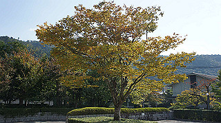 dsc00011_thumb.jpg