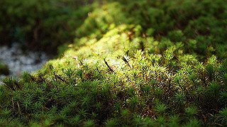 dsc00024_thumb.jpg