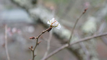 dsc00088_thumb.jpg