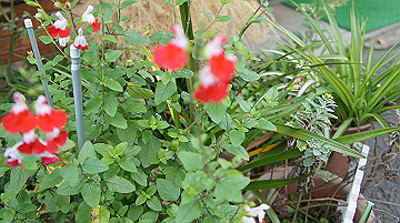 dsc00090_thumb.jpg