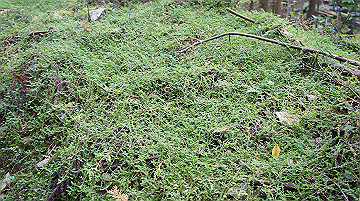 dsc00129_thumb.jpg
