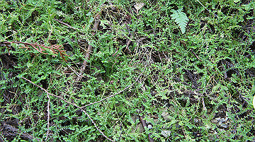 dsc00130_thumb.jpg