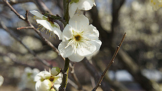 dsc00036_thumb.jpg