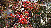 dsc00037_thumb.jpg