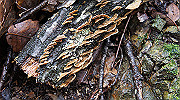 dsc00061_thumb.jpg