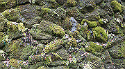 dsc00099_thumb.jpg