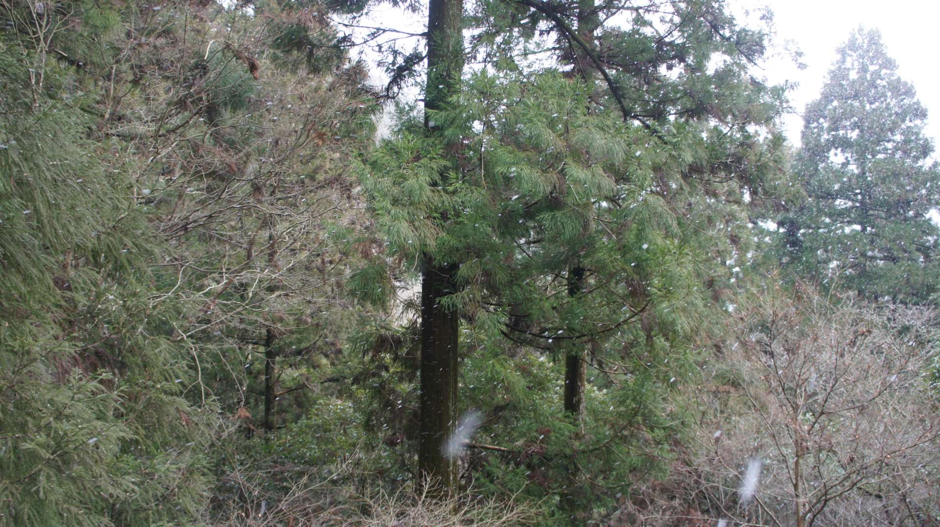 dsc00125.jpg