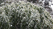 dsc00148_thumb.jpg