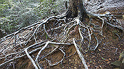 dsc00153_thumb.jpg