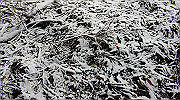 dsc00155_thumb.jpg