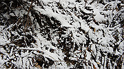 dsc00156_thumb.jpg