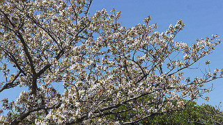 dsc00057_thumb.jpg