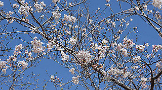 dsc00063_thumb.jpg
