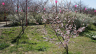 dsc00069_thumb.jpg