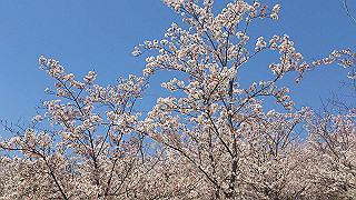 dsc_0215_thumb.jpg