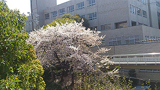 dsc_0233_thumb.jpg