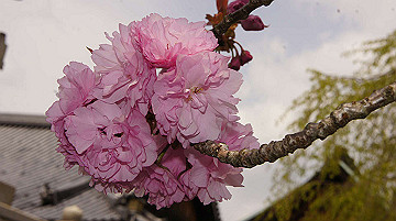 dsc00049_thumb.jpg