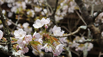 dsc00099_thumb.jpg