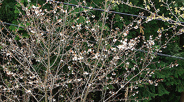 dsc00105_thumb.jpg