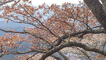 dsc_0275_thumb.jpg