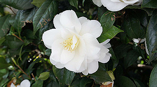 2013hana_001_thumb.jpg