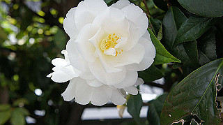 2013hana_002_thumb.jpg