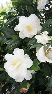 2013hana_003_thumb.jpg