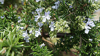 2013hana_004_thumb.jpg
