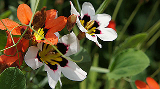 2013hana_006_thumb.jpg