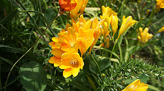 2013hana_009_thumb.jpg