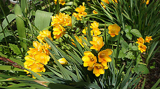 2013hana_010_thumb.jpg