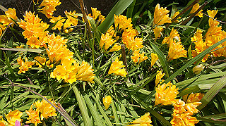 2013hana_011_thumb.jpg