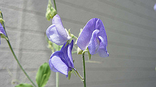 2013hana_012_thumb.jpg