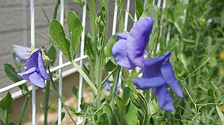 2013hana_013_thumb.jpg