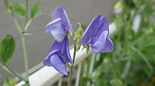 2013hana_014_thumb.jpg