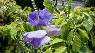 2013hana_015_thumb.jpg