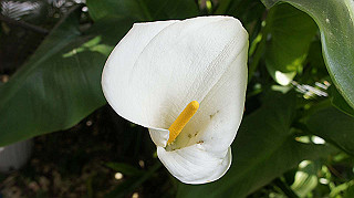 2013hana_016_thumb.jpg
