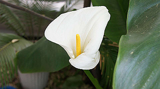 2013hana_017_thumb.jpg
