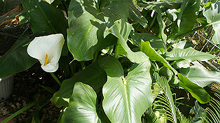2013hana_018_thumb.jpg