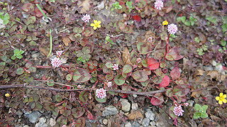 2013hana_021_thumb.jpg