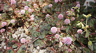 2013hana_023_thumb.jpg