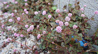 2013hana_024_thumb.jpg