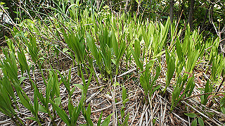 2013hana_025_thumb.jpg