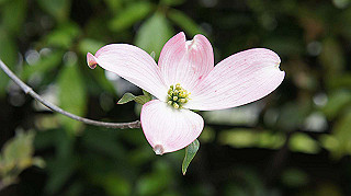 2013hana_026_thumb.jpg
