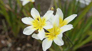 2013hana_029_thumb.jpg