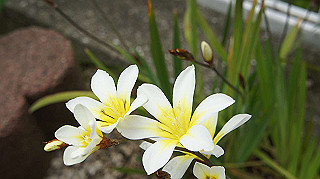2013hana_030_thumb.jpg