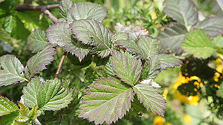 2013hana_031_thumb.jpg