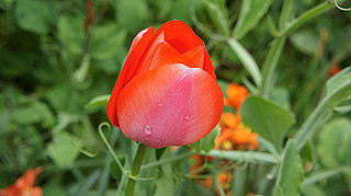 2013hana_032_thumb.jpg