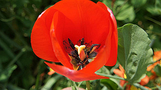 2013hana_034_thumb.jpg