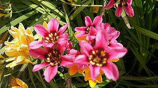 2013hana_040_thumb.jpg
